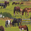 horses paddocks